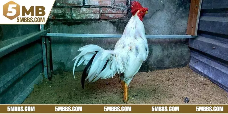 Đá Gà Thái Lan trở thành lựa chọn rất phổ biến