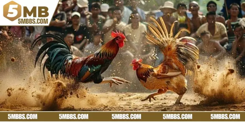 Quy tắc và thể lệ đá Thomo chuẩn xác