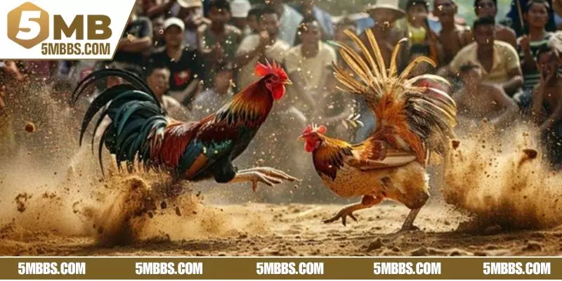Trận đấu đá gà Campuchia chuyên nghiệp, hấp dẫn 